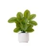 12-in Artificial Calathea Plant With Decorative Planter