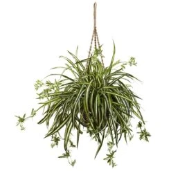 20-in Spider Plant Hanging Basket