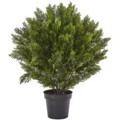 3-ft Cedar Bush (Indoor/Outdoor)