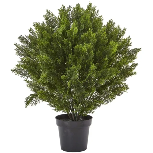 3-ft Cedar Bush (Indoor/Outdoor)