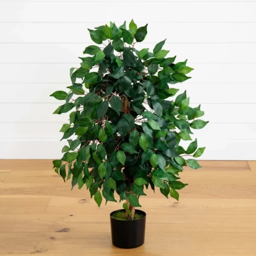 3-ft Ficus Silk Tree