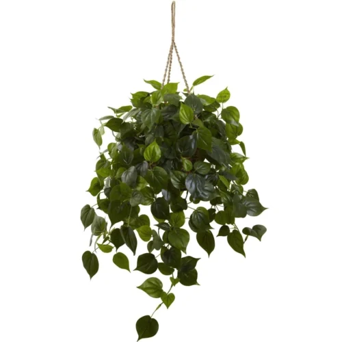 36-in Philodendron Hanging Basket UV Resistant (Indoor/Outdoor)