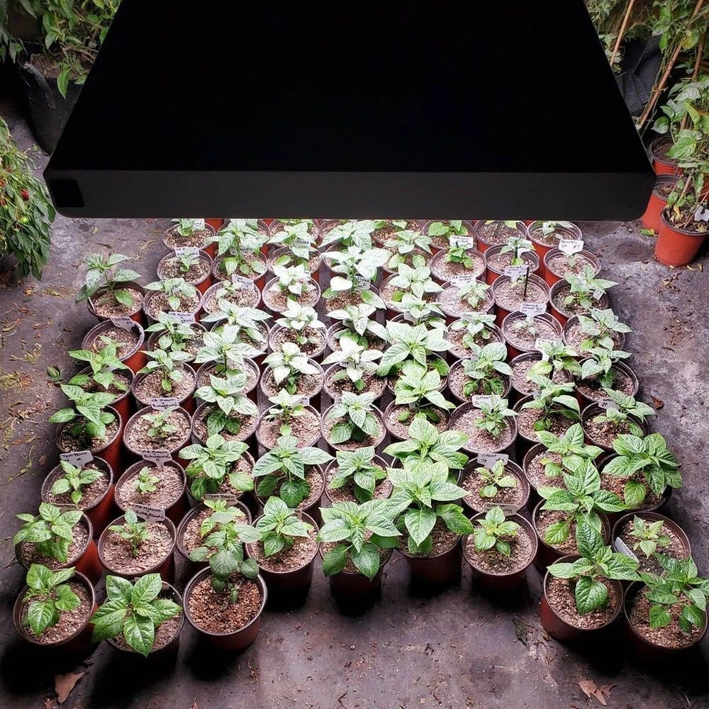 4' 8 Lamp LED Grow Light - T5 HO Sun White Pro Spectrum - Image 4