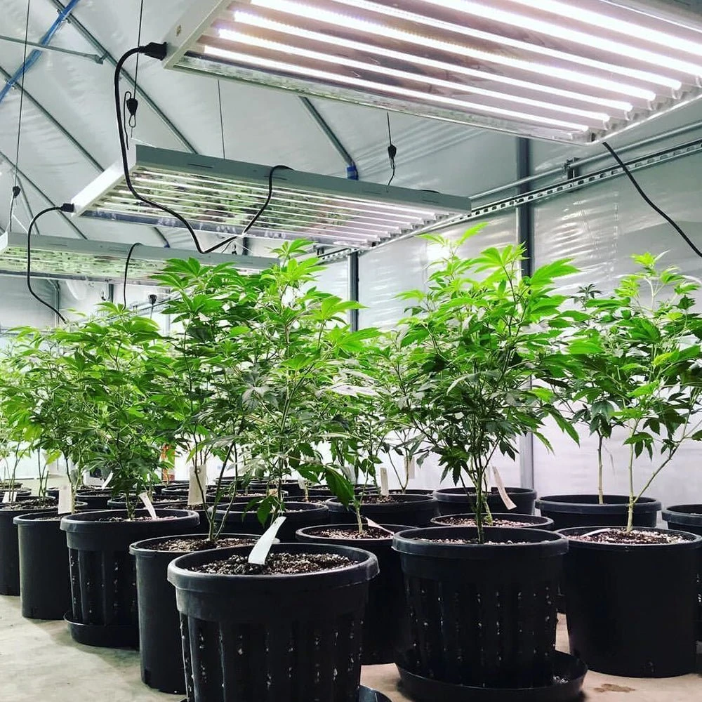 4' LED Grow Lamp With Ballast Bypass – T5 Sun White Spectrum - Image 3