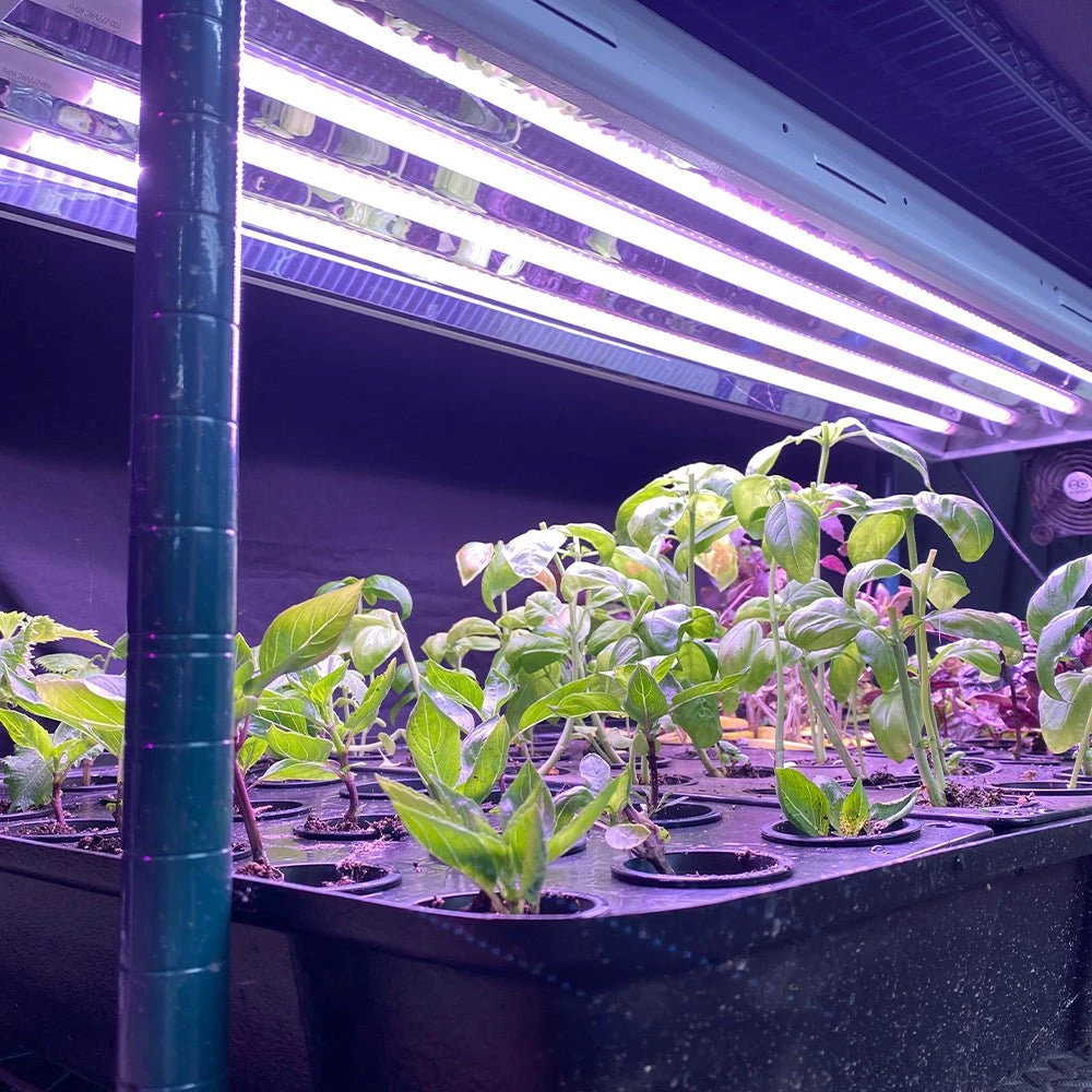 4' Plug & Play LED Grow Lamp –T5 HO Red Bloom Pro Spectrum - Image 3