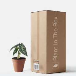 Alocasia Amazonica 'Bambino' (Nursery Pot)