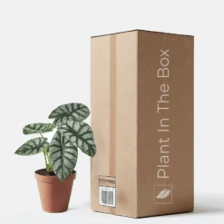 Alocasia Baginda 'Silver Dragon' (Nursery Pot)