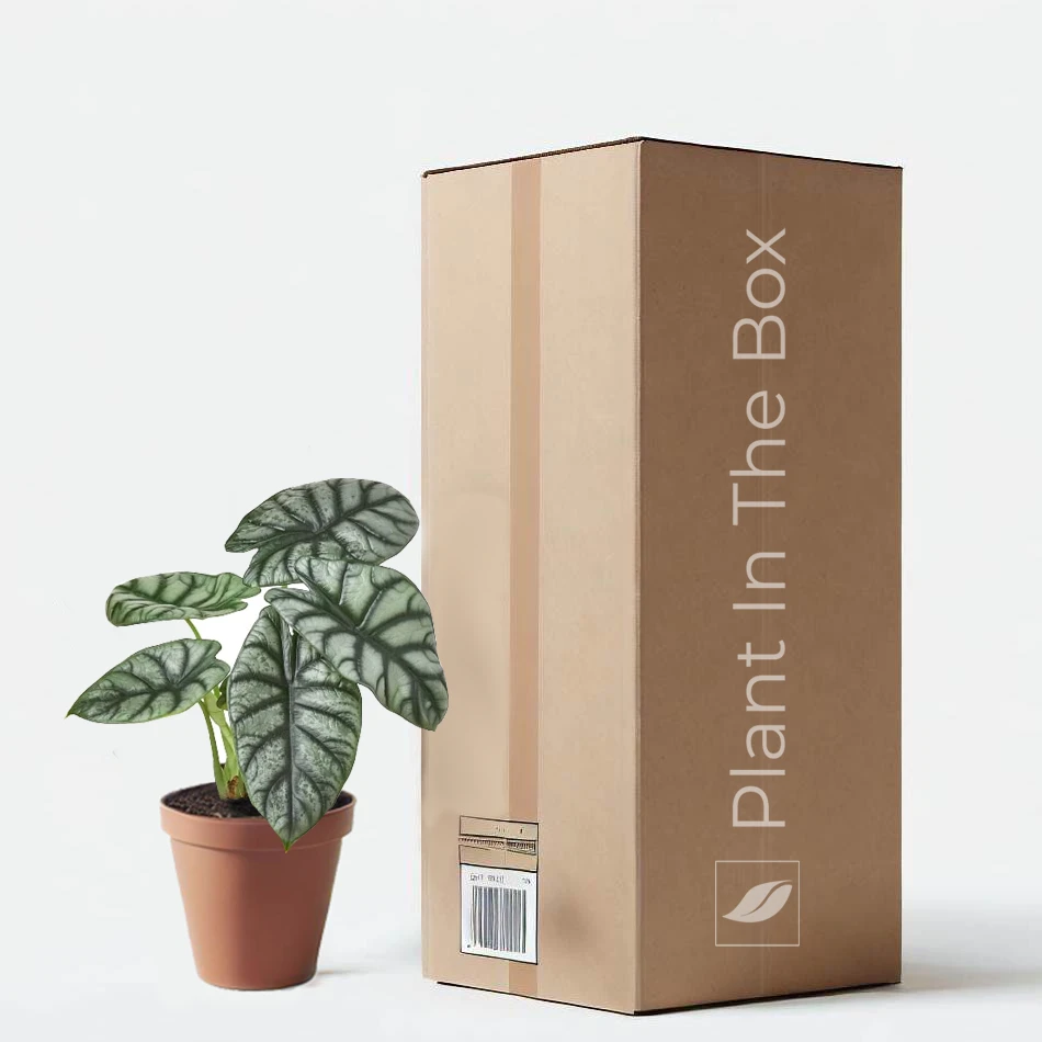 Alocasia Baginda 'Silver Dragon' (Nursery Pot)