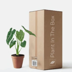 Alocasia Micholitziana 'Frydek' (Nursery Pot)