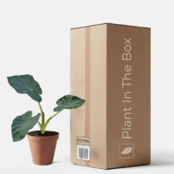 Alocasia 'Regal Shields' (Nursery Pot)