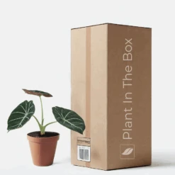 Alocasia Reginula 'Black Velvet' (Nursery Pot)