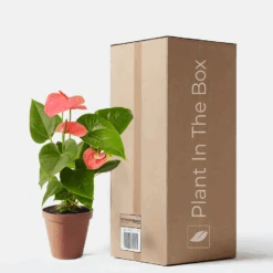 Anthurium Andraeanum 'Pink' (Nursery Pot)