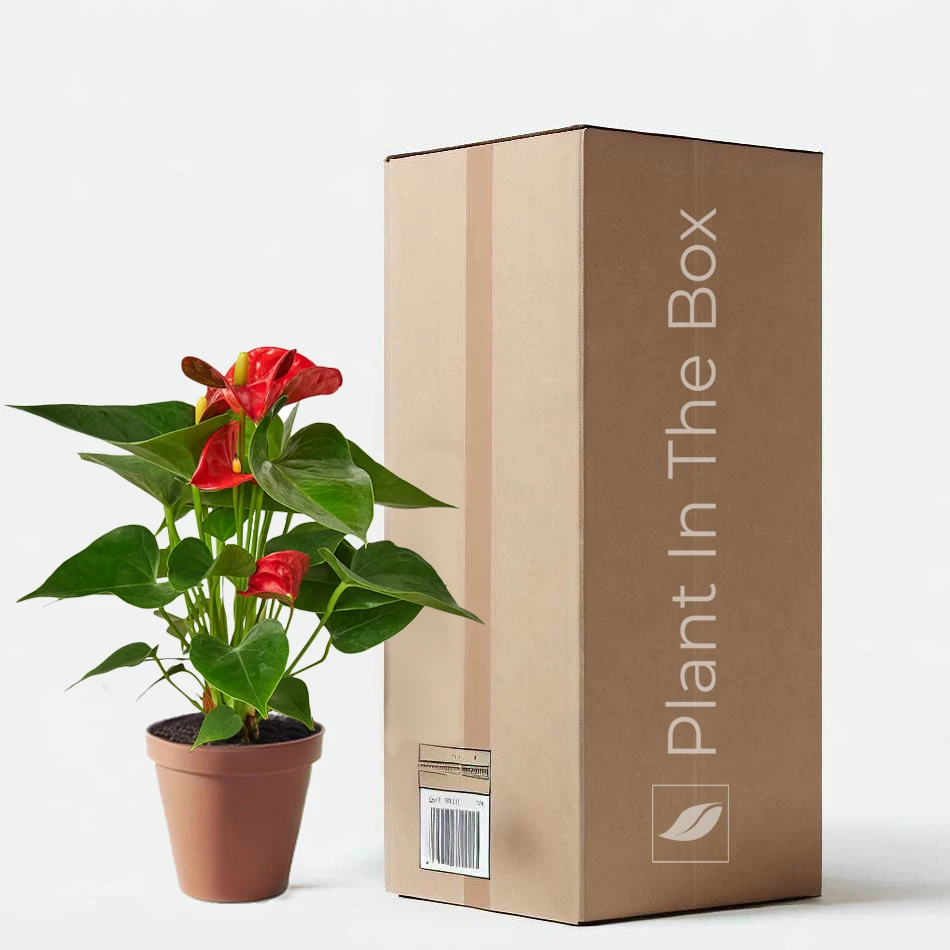 Anthurium Andraeanum 'Red' (Nursery Pot)