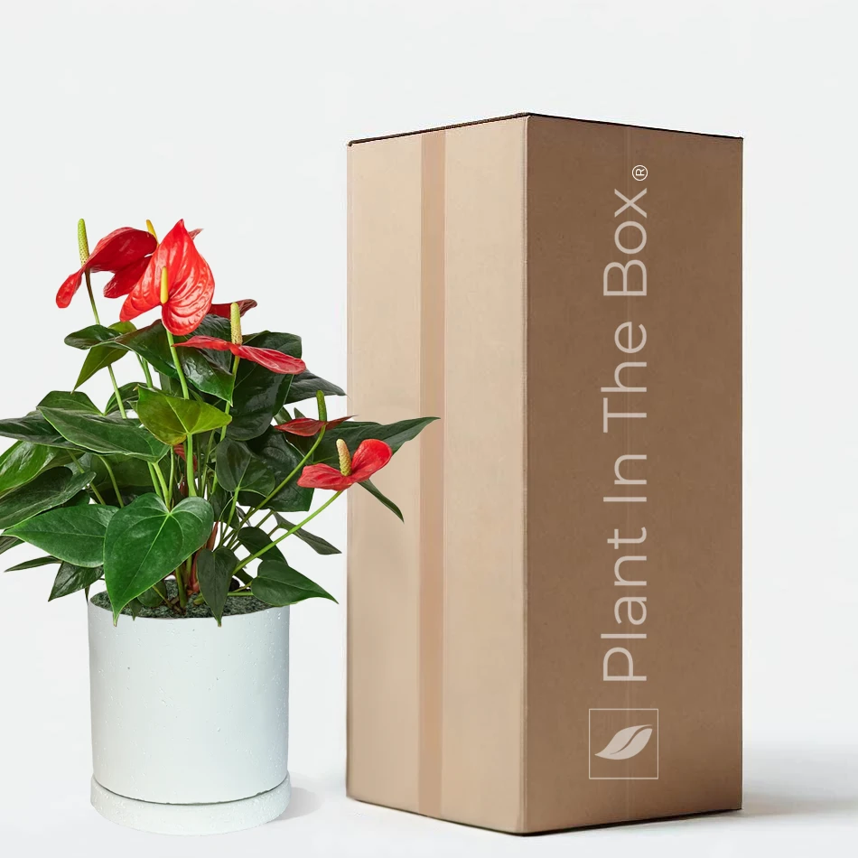 Perfectly Potted Houseplant Gift Box - Image 7