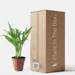 Areca Palm (Nursery Pot)