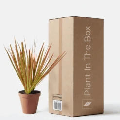 Bicolor Dragon Tree (Nursery Pot)