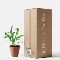 Blue Star Fern (Nursery Pot)