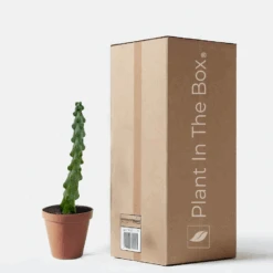 Boobie Cactus (Nursery Pot)