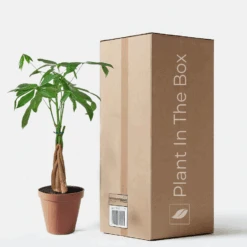 Braided Money Tree (Nursery Pot)