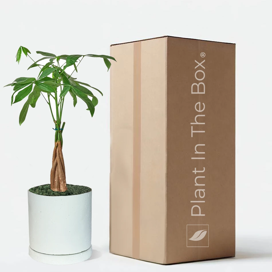 Perfectly Potted Houseplant Gift Box - Image 3