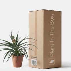 Bromeliad 'Yellow Pineapple' (Nursery Pot)