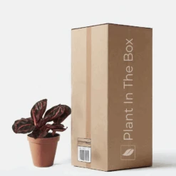 Calathea 'Dottie' (Nursery Pot)