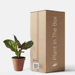 Calathea 'Ornata' (Nursery Pot)