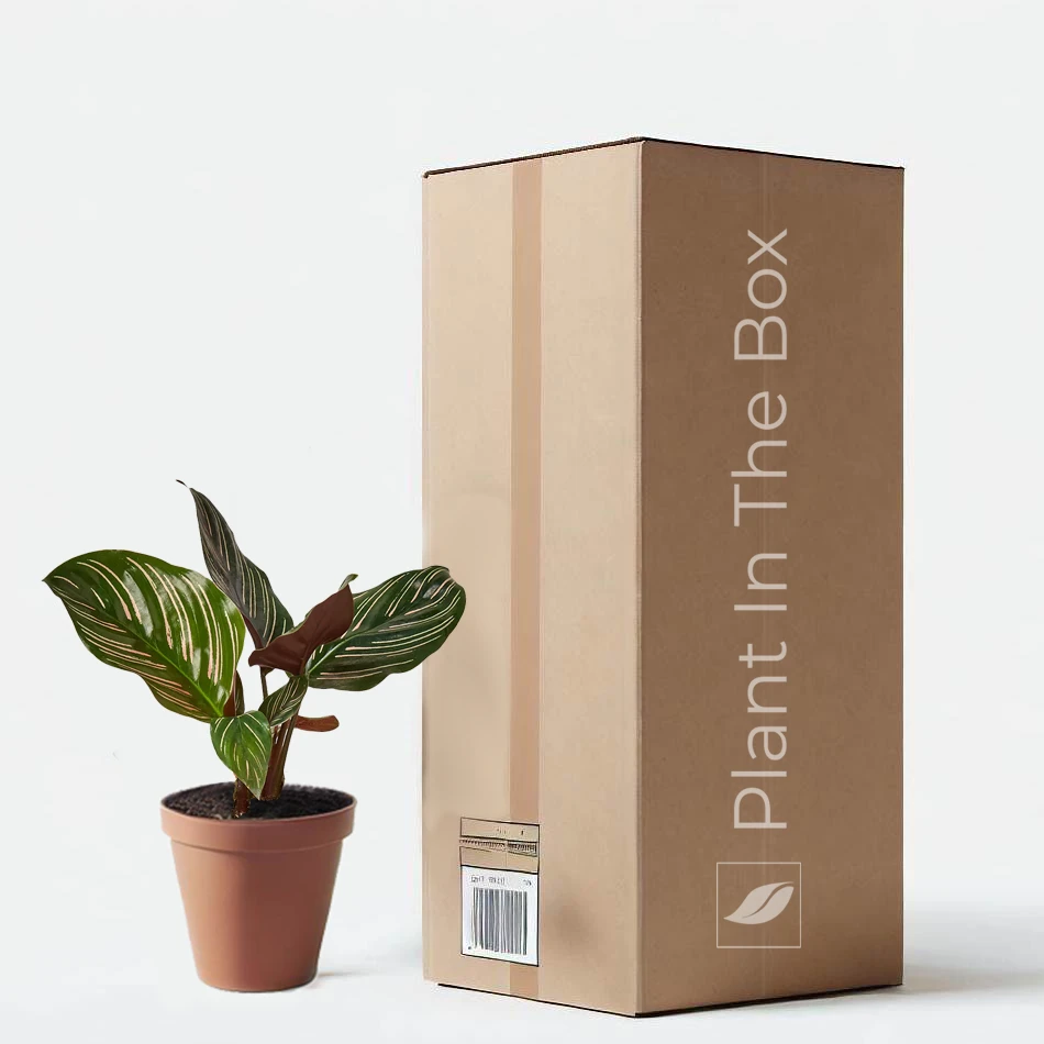 Calathea 'Ornata' (Nursery Pot)