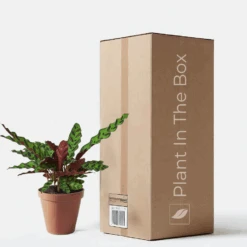 Calathea 'Rattlesnake' (Nursery Pot)