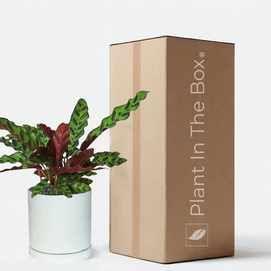 Perfectly Potted Houseplant Gift Box - Image 6