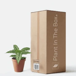 Calathea 'Vittata' (Nursery Pot)