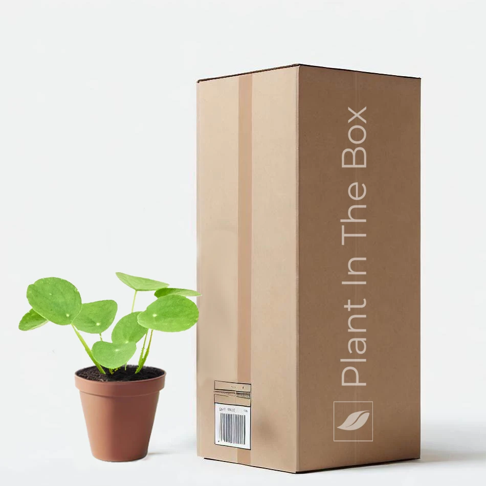 Chinese Money Plant (Nursery Pot)