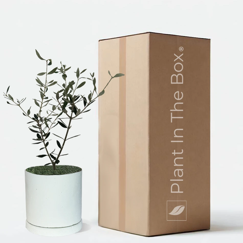 Perfectly Potted Houseplant Gift Box - Image 4