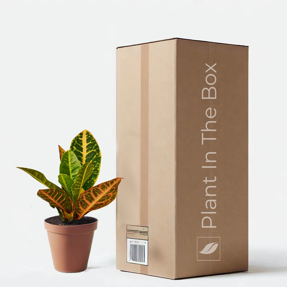 Croton 'Petra' (Nursery Pot)