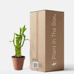 Dracaena 'Lucky Bamboo' (Nursery Pot)