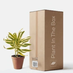 Dracaena 'Song Of India' (Nursery Pot)