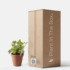 English Ivy 'Glacier' (Nursery Pot)