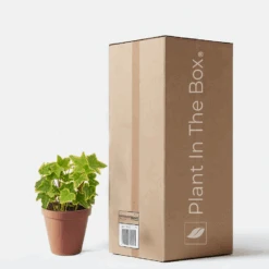 English Ivy 'Gold Child' (Nursery Pot)