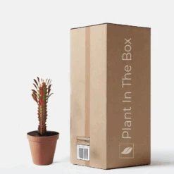 African Milk Tree (Nursery Pot)