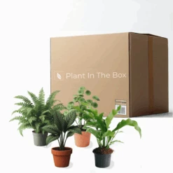 Fur Friendly Bundle - Mystery Houseplant Subscription Box