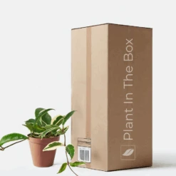 Hoya 'Krimson Queen' (Nursery Pot)