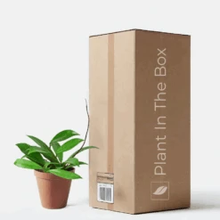 Hoya 'Silver Splash' (Nursery Pot)