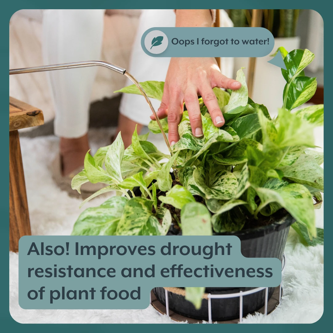 Thrive Bundle (Online Only) (Plant Food + Probiotics) For HOUSEPLANTS - Image 5