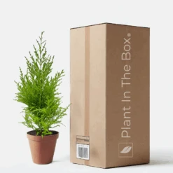 Lemon Cypress Tree (Nursery Pot)