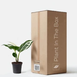 Majestic Marvels Box - Mystery Houseplant Subscription Box