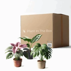 Majestic Marvels Bundle - Mystery Houseplant Subscription Box