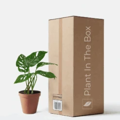 Monstera Adansonii 'Swiss Cheese' (Nursery Pot)