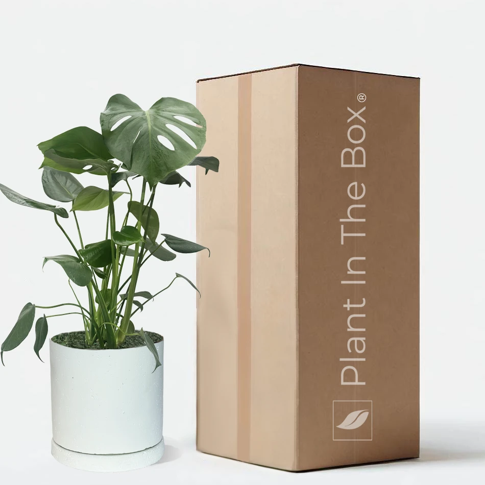 Perfectly Potted Houseplant Gift Box