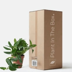 Monstera 'Standeleyana Albo Variegated' (Nursery Pot)