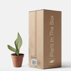 Moonshine Snake Plant (Nursery Pot)